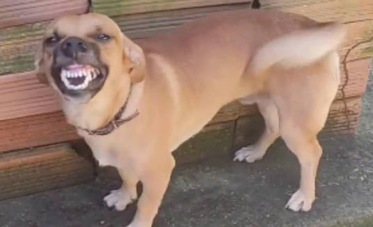 Cachorro 'sorridente' faz sucesso na web (Reprodução/Instagram)